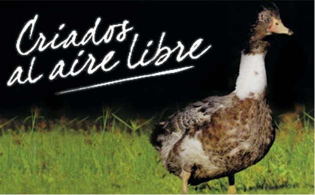 El foie gras, lo mejor del pato su clasificación y características