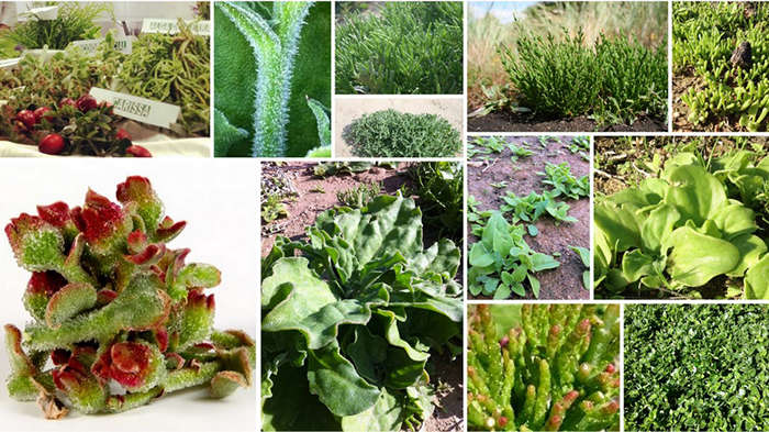 verduras desierto collage