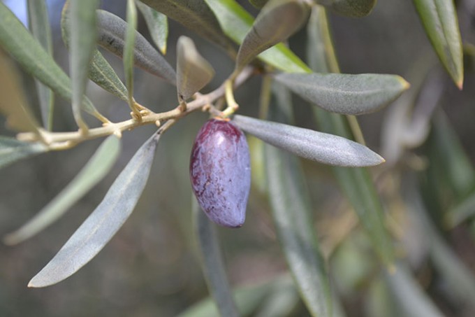 aceituna cornicabra