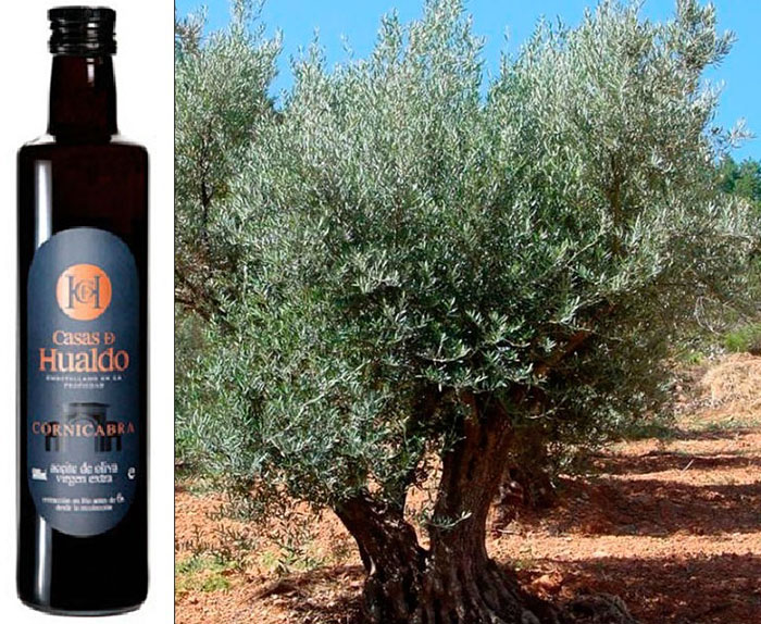 El olivo y su aceite: el olivo “cornicabra” y su aceite: Casas de Hualdo.