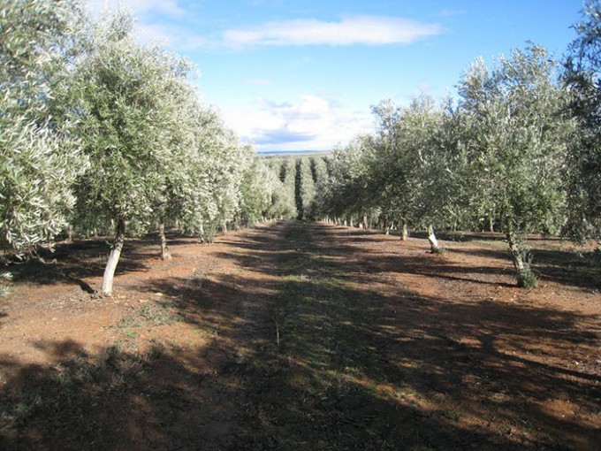 olivos cornicabra