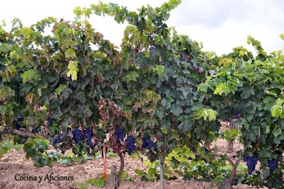 tempranillo-en-espaldera