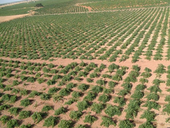 vides-de-la-mancha---Vina-Villarrubia