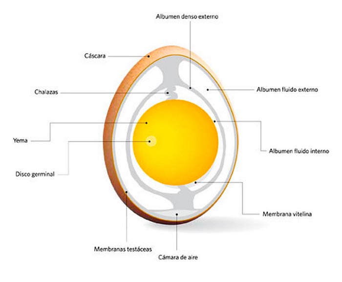 4.- Requisitos para que un huevo pertenezca a la categoría A.