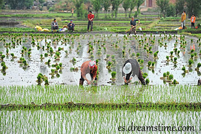 los-granjeros-chinos-no-identificados-trabajan-difícilmente-en-campo-del-arroz-31161184