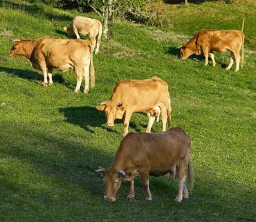 Cortes alternativos de ternera gallega, apuntes.