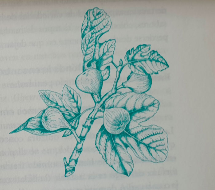 ilustración del libro de las plantas olvidadas higuera