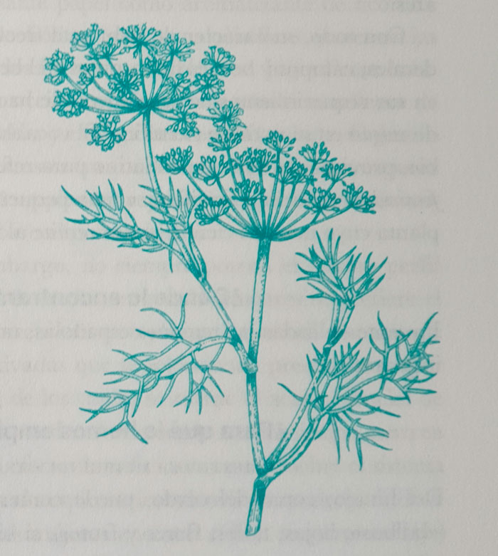 ilustración del libro de las plantas olvidadas hinojo