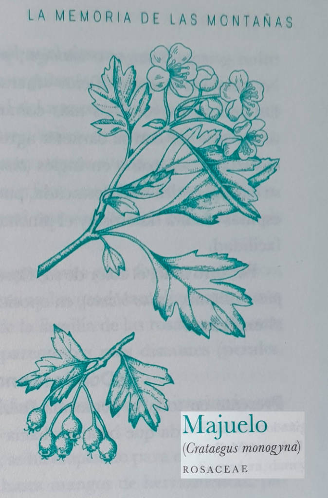 ilustración del libro de las plantas olvidadas majuelo