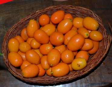 Kumquat, naranjas de la china, apuntes.