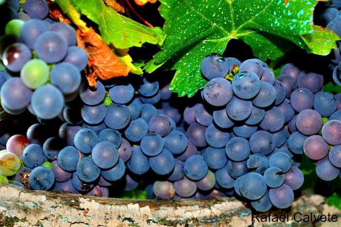 Los consejos de Nutriguia: Las uvas rojas y los arándanos pueden reforzar el sistema inmunitario