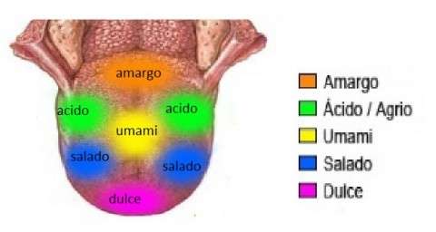 mapa de la lengua