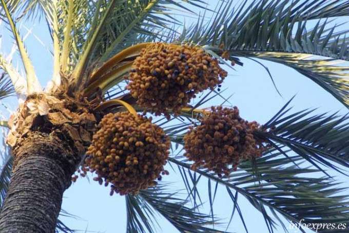 palmera datilera